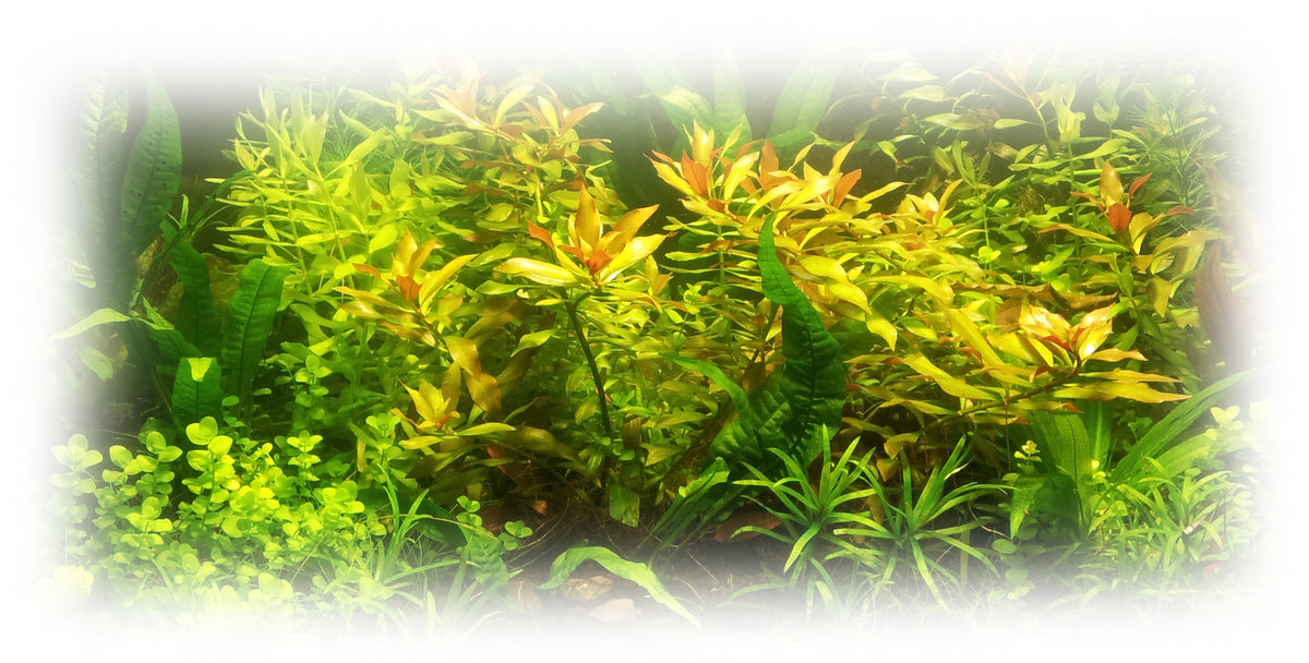 How much Lighting and Nutrients do I need in my tank? Sydney Aquascapes