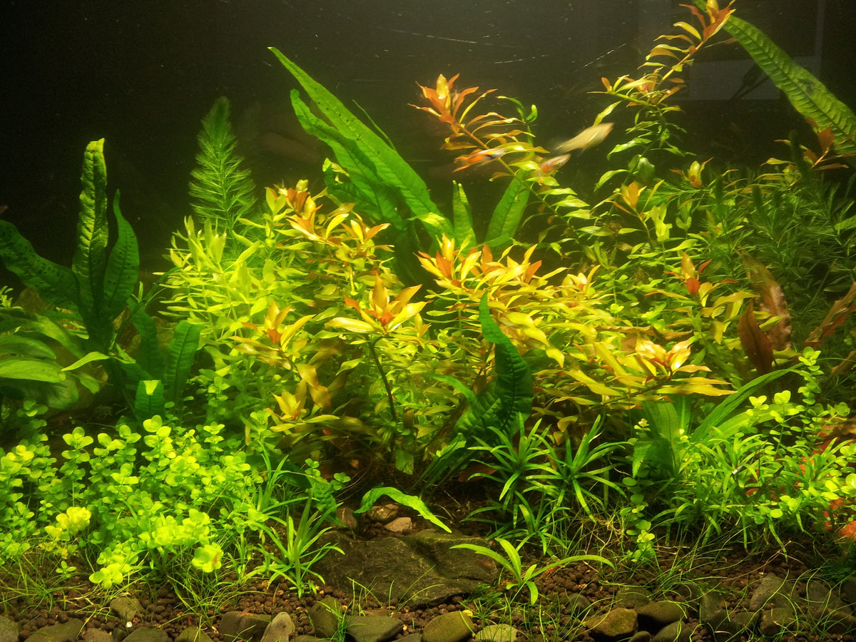 Bulk aquarium plants best sale