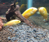 Electric Yellow Cichlid