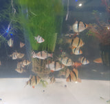 Tiger Barb