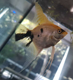 Assorted Angelfish Medium