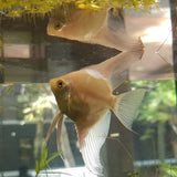 Assorted Angelfish Large