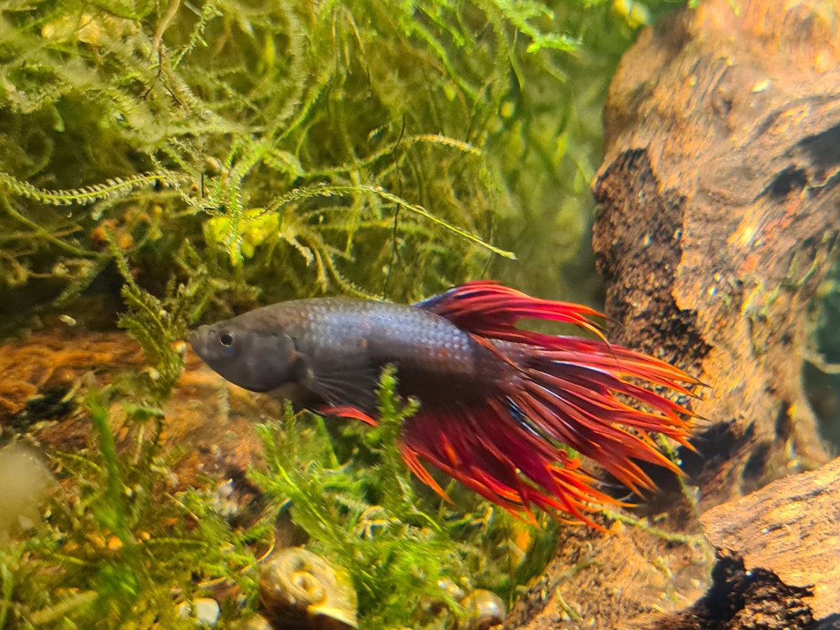 Crown Tail Betta – Sydney Aquascapes - Main Image
