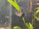 Black Widow Tetra