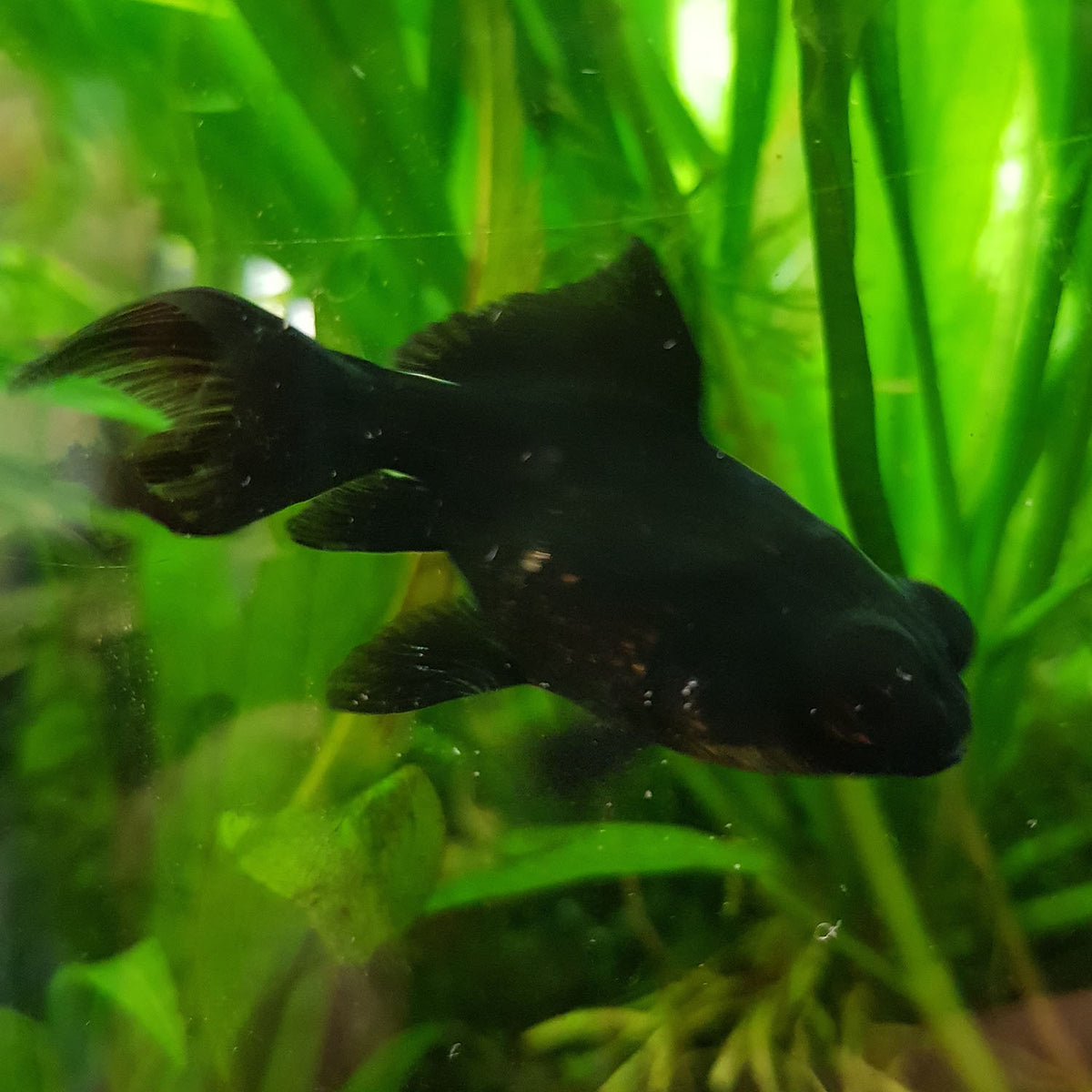 Goldfish Tank Mates Biggest Black Moor Goldfish Goldfish Black