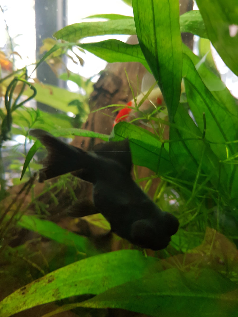 Tank Mates Black Moor Goldfish Size Goldfish Black Moor – Sydney