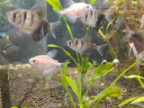 Black Widow Tetra