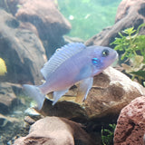 Cobalt Blue Cichlid