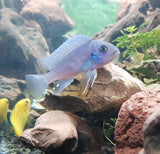 Cobalt Blue Cichlid
