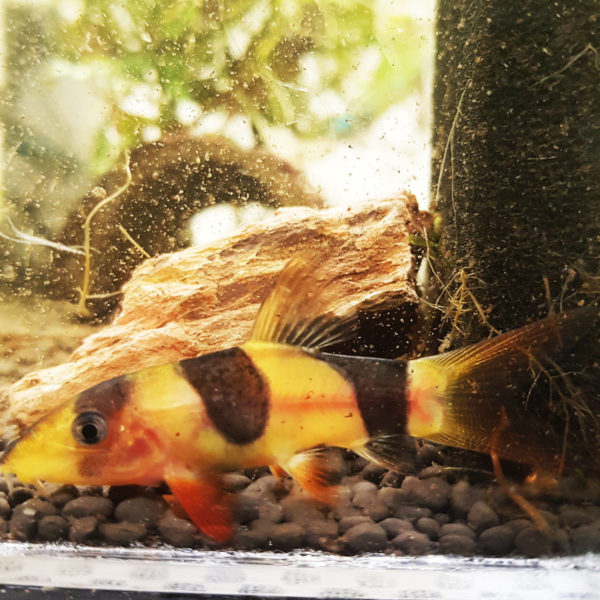 Clown Loach – Sydney Aquascapes - Main Image