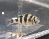 Crimson Tide Cichlid