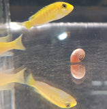 Electric Yellow Cichlid