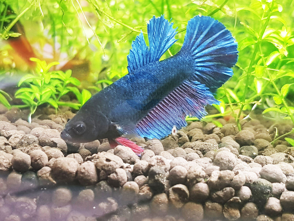 Assorted Female Betta – Sydney Aquascapes - Main Image