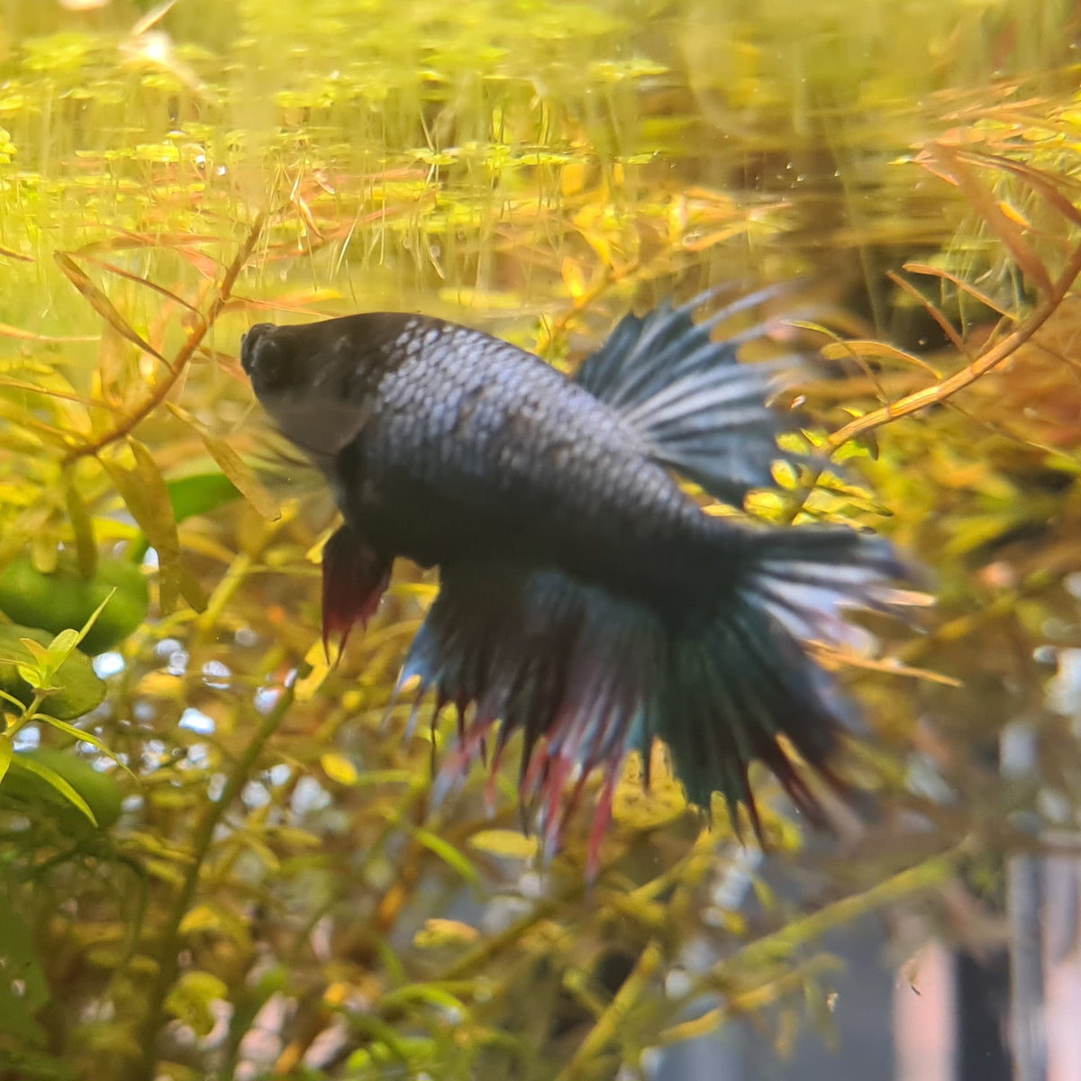 Crowntail Assorted Female Betta Sydney Aquascapes