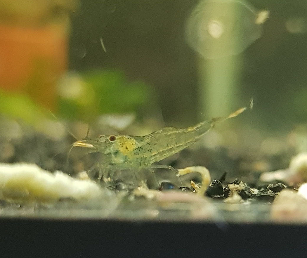 Fish Tanks Ghost Shrimp Goldfish Amano Shrimp – BlackWater Aquatics - Main Image