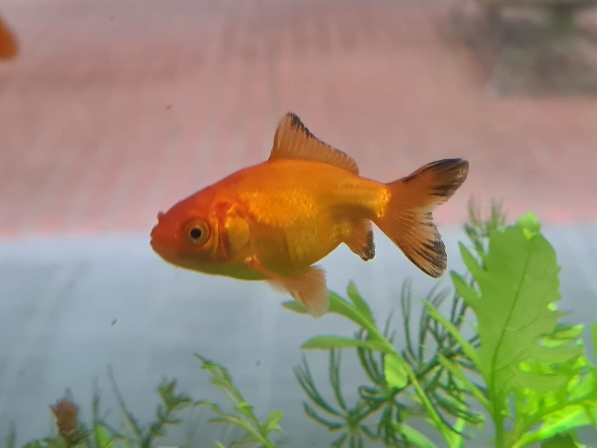 Goldfish - Fantail small – Sydney Aquascapes