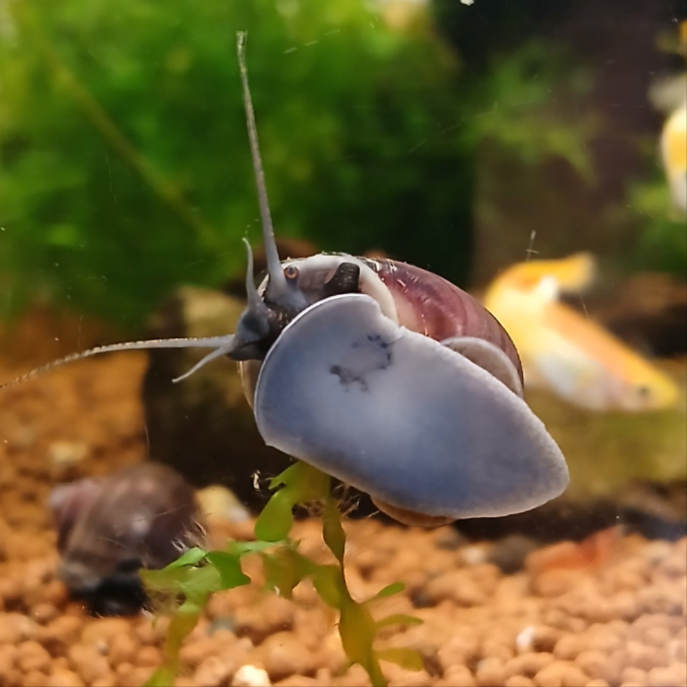 Blue Mystery Snail Great Tank Cleaners! – Sydney Aquascapes