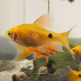 Rosy Barb