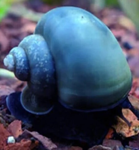 Blue Mystery Snail - Small