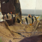 Tiger Barb