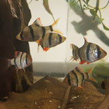 Tiger Barb