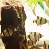 Tiger Barb
