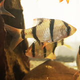 Tiger Barb