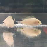 White Convict Cichlid