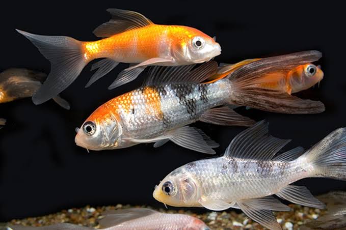 Butterfly Koi Fry Baby Koi Fish For Sale Cheap Butterfly Koi