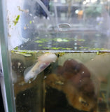 Axolotl Albino (Newborn)