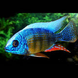 Taiwan Reef Cichlid - Large