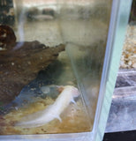 Axolotl Albino (Newborn)