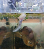 Axolotl Albino (Newborn)
