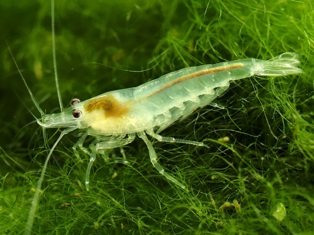 Live Striped Ghost Shrimp for Aquarium fish tank. Great tank