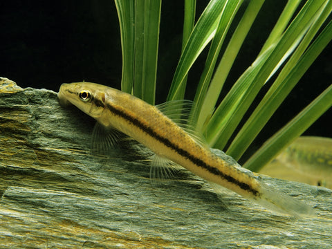 Gyrinocheilus Aymonieri (Sucking Catfish)