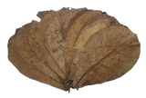 10x Indian Almond Leaves (Giant)