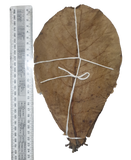 10x Indian Almond Leaves (Giant)