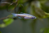 Assorted Danio