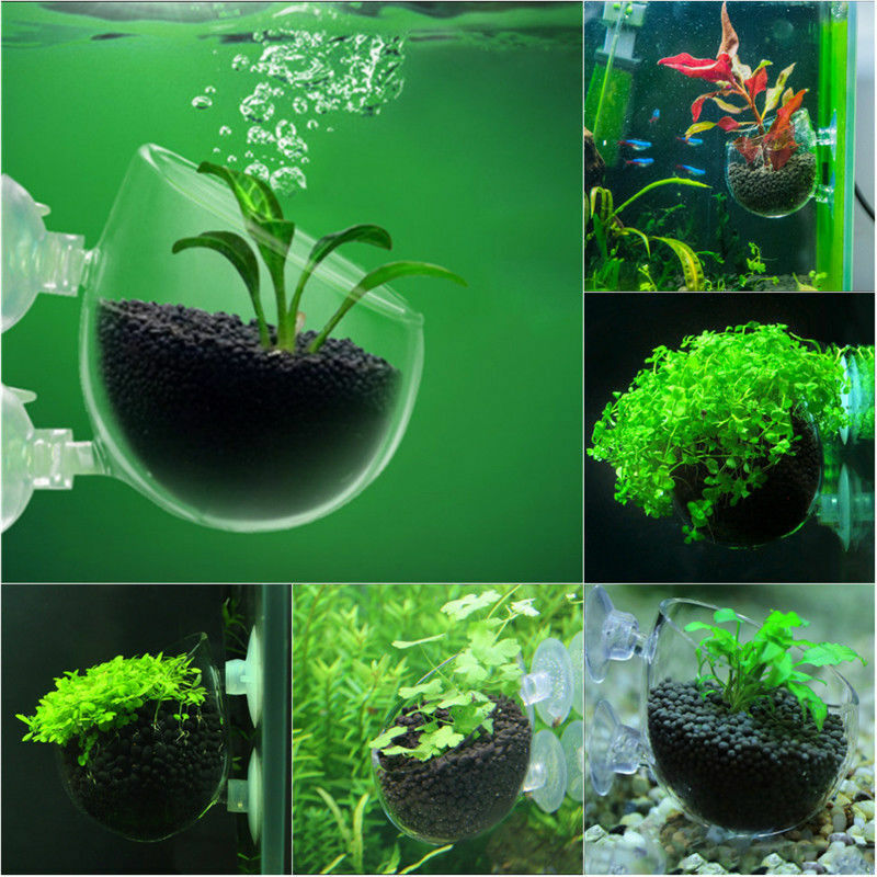 hanging plants for aquarium Hanging Glass Pot – Sydney Aquascapes