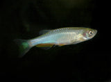 Assorted Danio