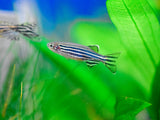 Assorted Danio