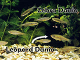 Assorted Danio