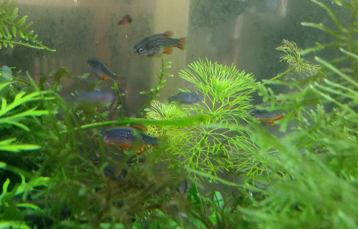 Galaxy Rasbora (Celestial Pearl Danio) Buy Online – Sydney