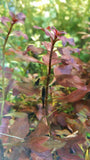 Ludwigia sp Colorata 'Super Red' Bunch-Plants-Sydney Aquascapes
