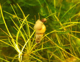 Malaysian Trumpet Snail-Livestock-Sydney Aquascapes