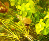 Malaysian Trumpet Snail-Livestock-Sydney Aquascapes