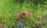 Red Cherry Shrimp (Neocaridina davidi)-Livestock-Sydney Aquascapes