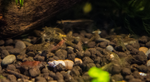 Striped Ghost Shrimp (Neocaridina davidi)-Livestock-Sydney Aquascapes