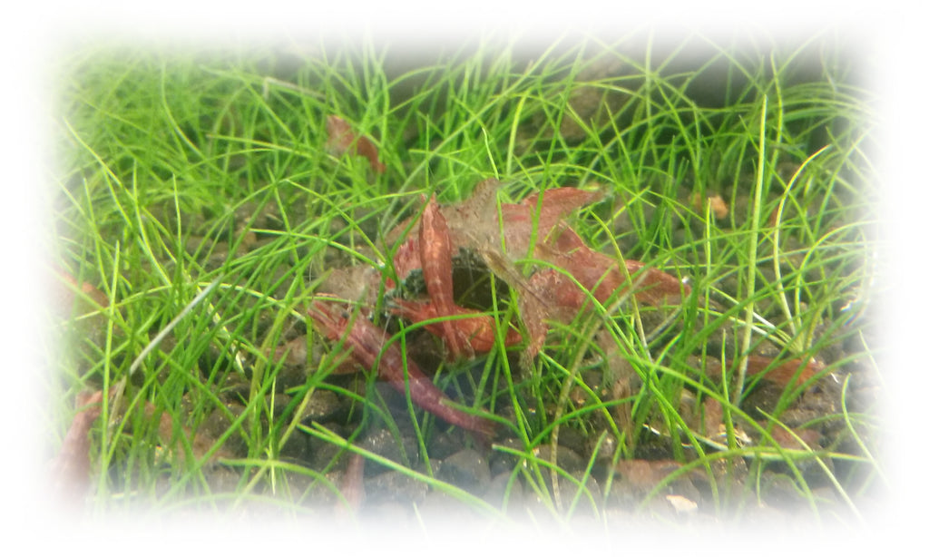 3 Reasons YOU need Cherry Shrimp in your Tank!