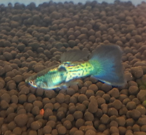 Blue Neon Guppy (Male)